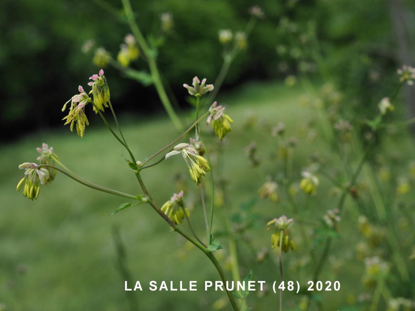 Meadow Rue, Lesser